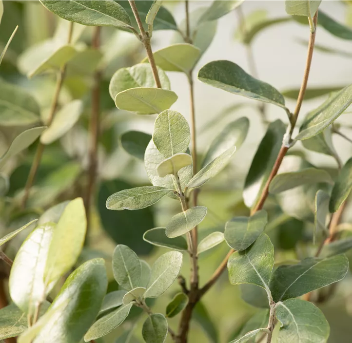 Brasilianische Guave Halbstamm