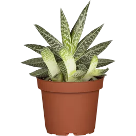 Aloe Mischung