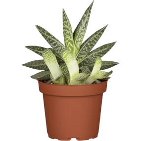 Aloe Mischung