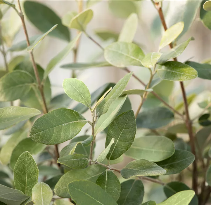 Brasilianische Guave Halbstamm