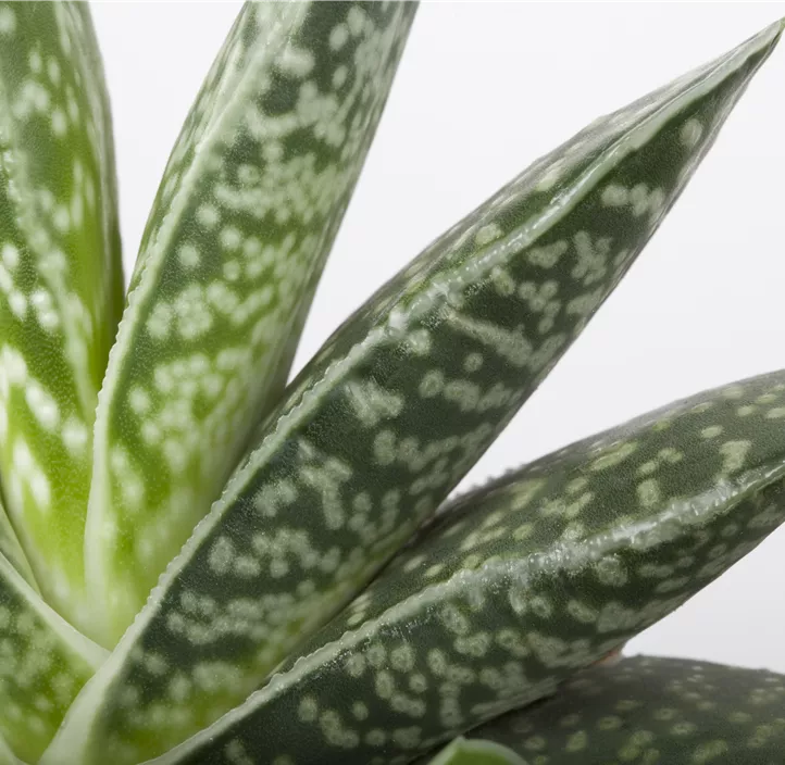 Aloe
