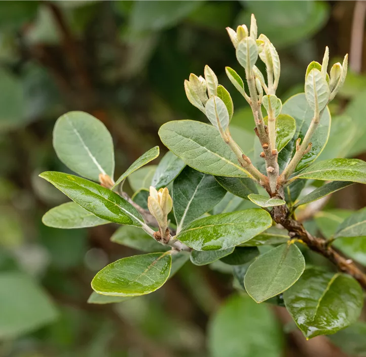 Brasilianische Guave Halbstamm