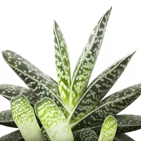 Aloe Mischung