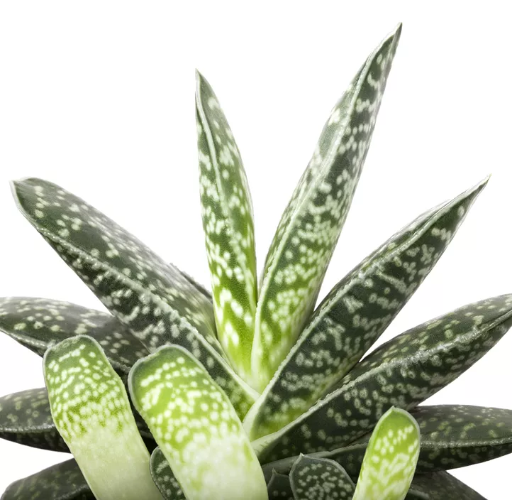Aloe
