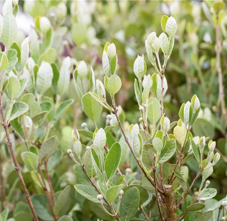 Brasilianische Guave Halbstamm