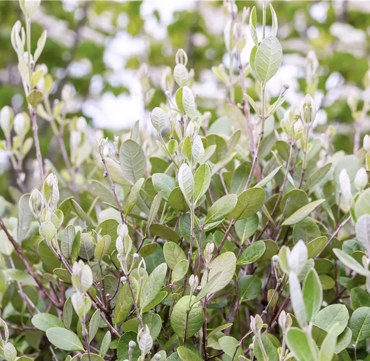 Brasilianische Guave Halbstamm