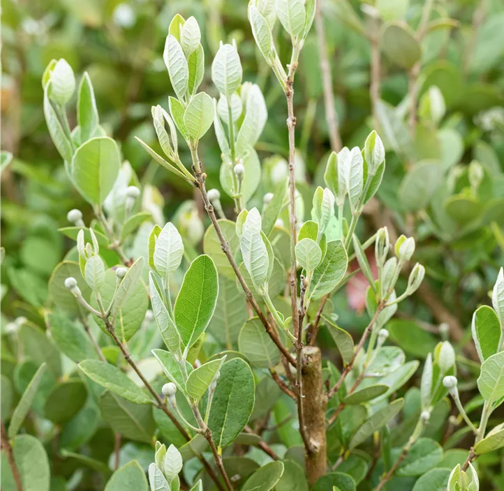Brasilianische Guave Halbstamm