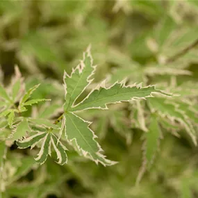 Acer palmatum Butterfly