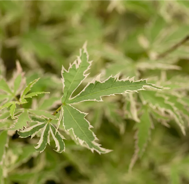 Fächerahorn 'Butterfly'