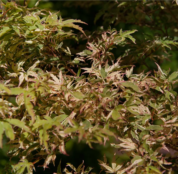 Fächerahorn 'Butterfly'