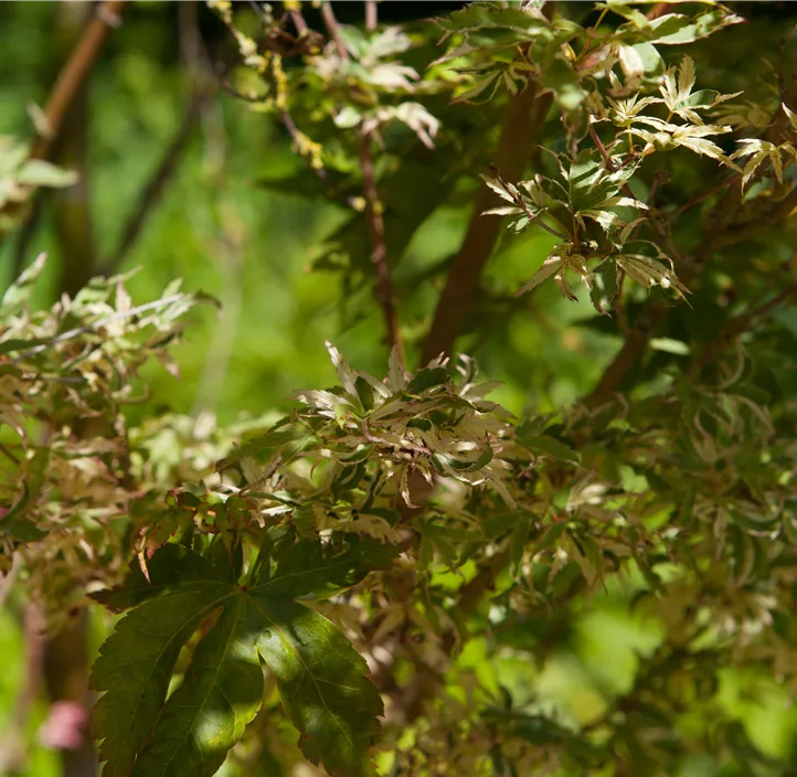 Fächerahorn 'Butterfly'