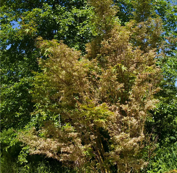 Fächerahorn 'Butterfly'