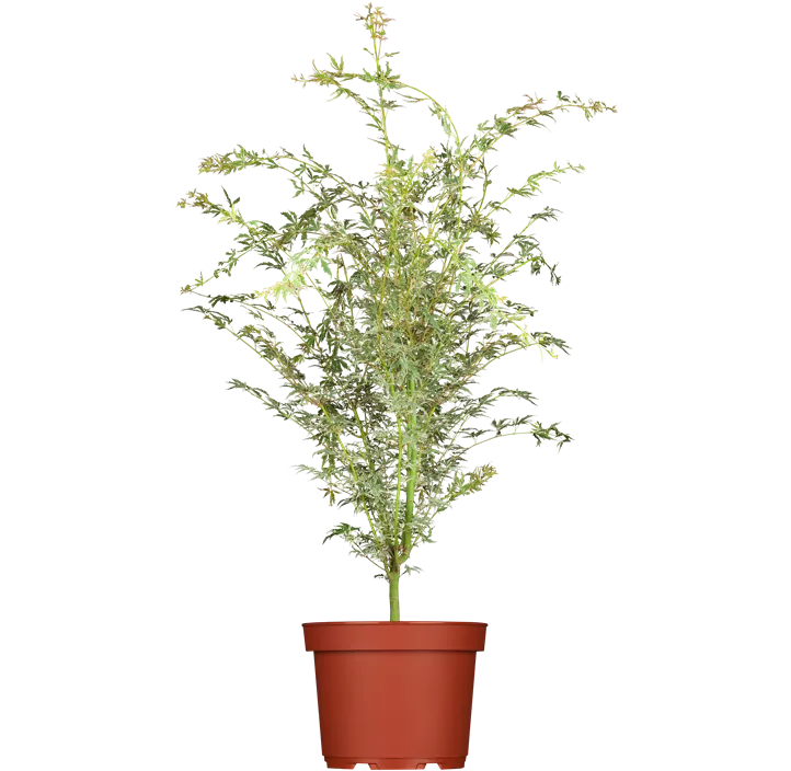 Fächerahorn 'Butterfly'