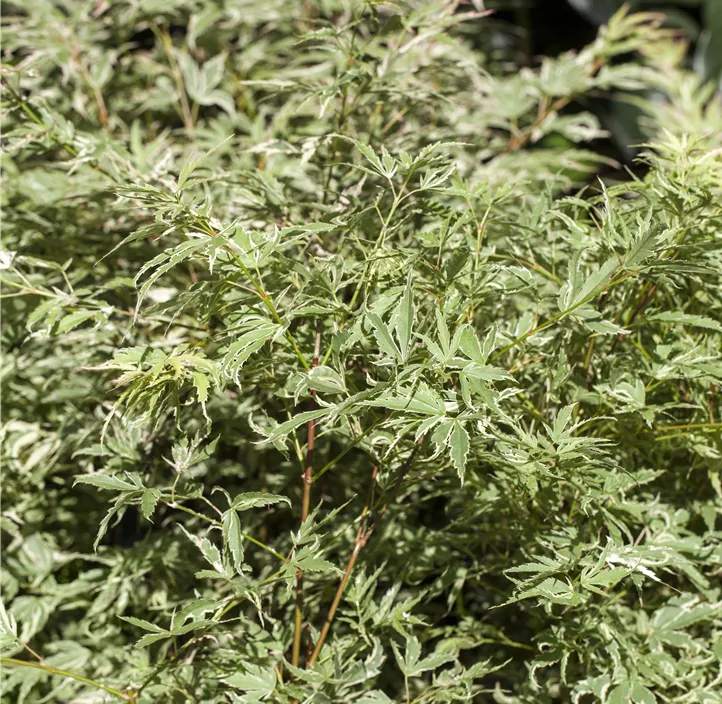 Fächerahorn 'Butterfly'