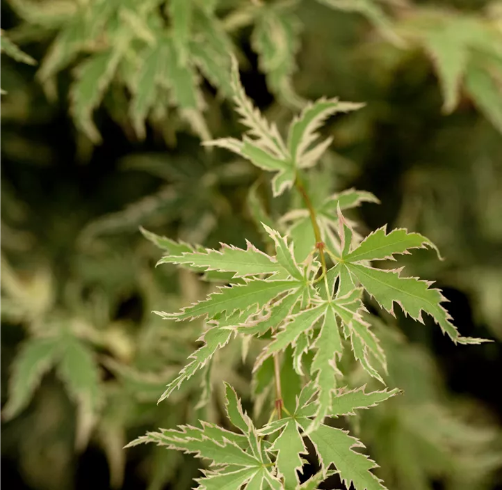 Fächerahorn 'Butterfly'