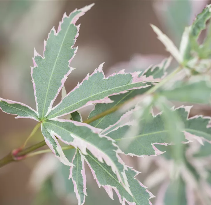 Fächerahorn 'Butterfly'