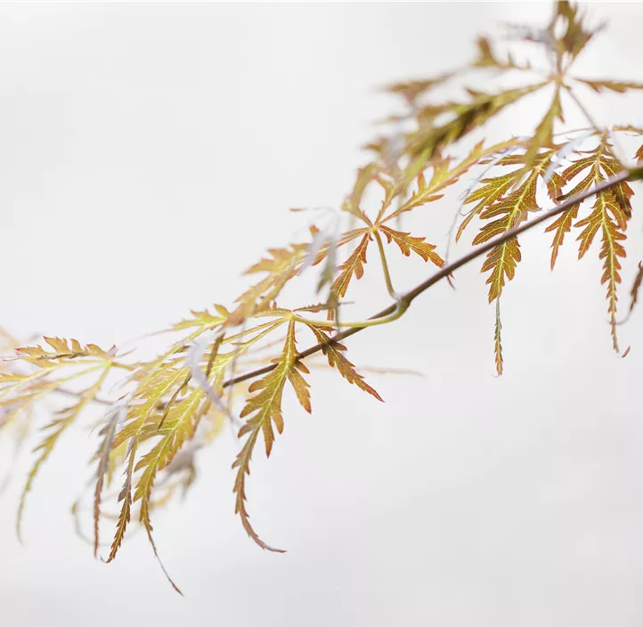 Roter Schlitzahorn 'Crimson Queen'