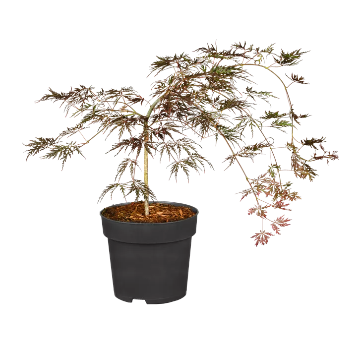 Roter Schlitzahorn 'Crimson Queen'