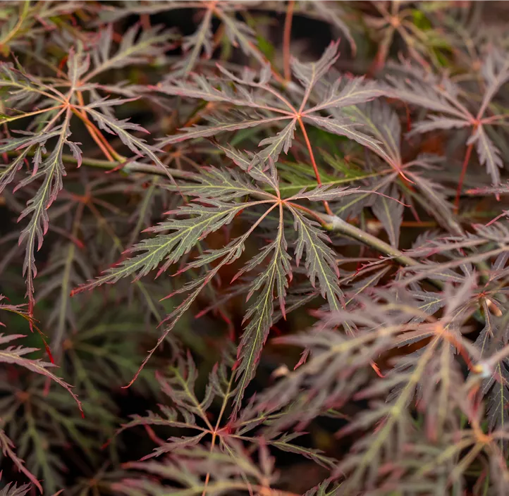 Roter Schlitzahorn 'Crimson Queen'