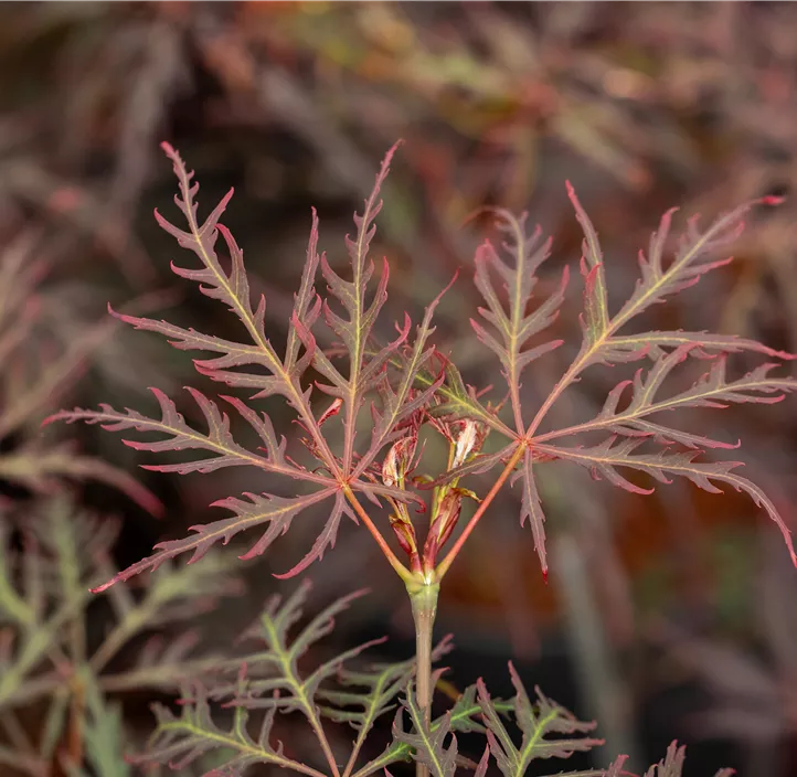 Roter Schlitzahorn 'Crimson Queen'
