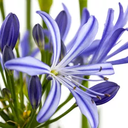 Agapanthus africanus