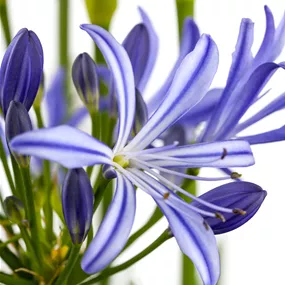 Agapanthus africanus