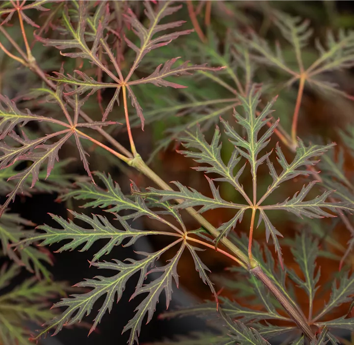Roter Schlitzahorn 'Crimson Queen'