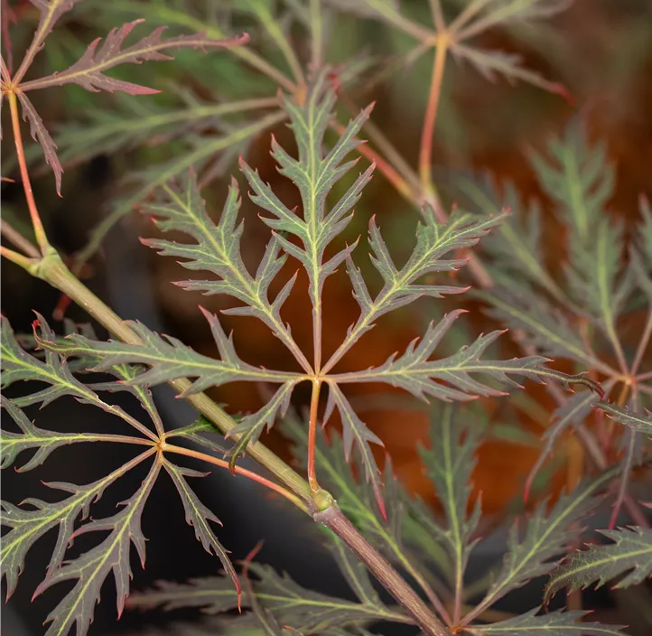 Roter Schlitzahorn 'Crimson Queen'
