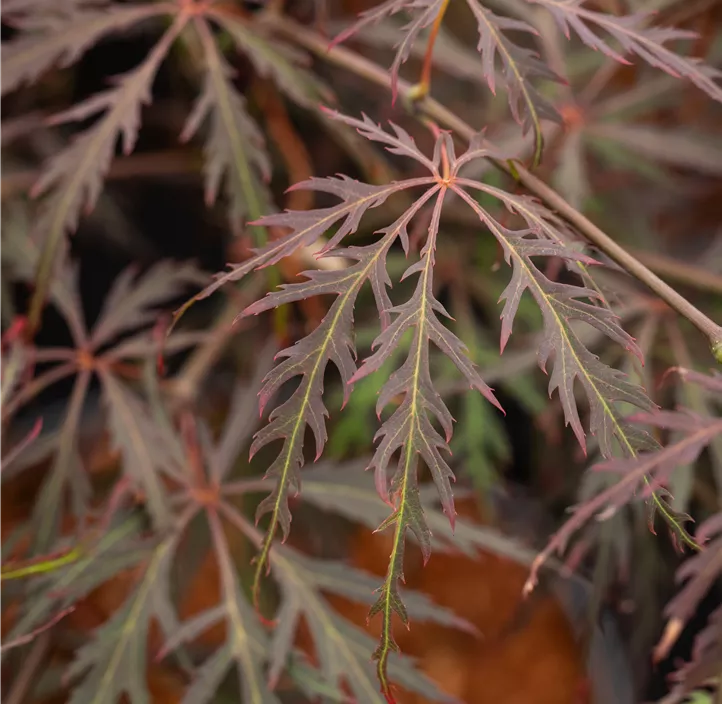 Roter Schlitzahorn 'Crimson Queen'