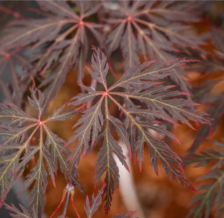 Roter Schlitzahorn 'Crimson Queen'