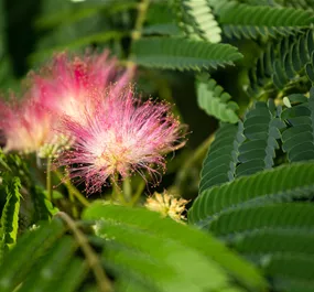 Albizia julibrissim