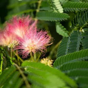 Albizia julibrissim