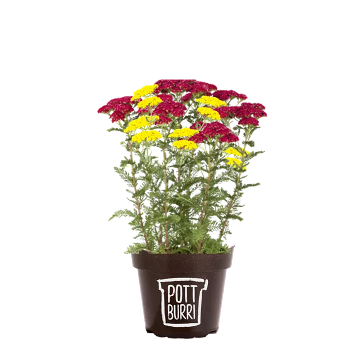 Schafgarbe 'Milly Rock'