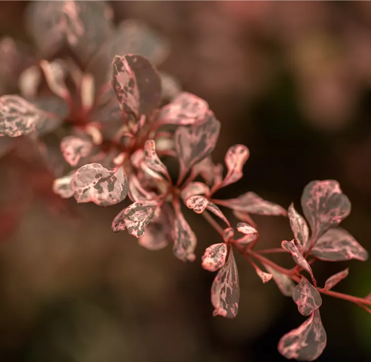 Berberitze 'Harlequin'