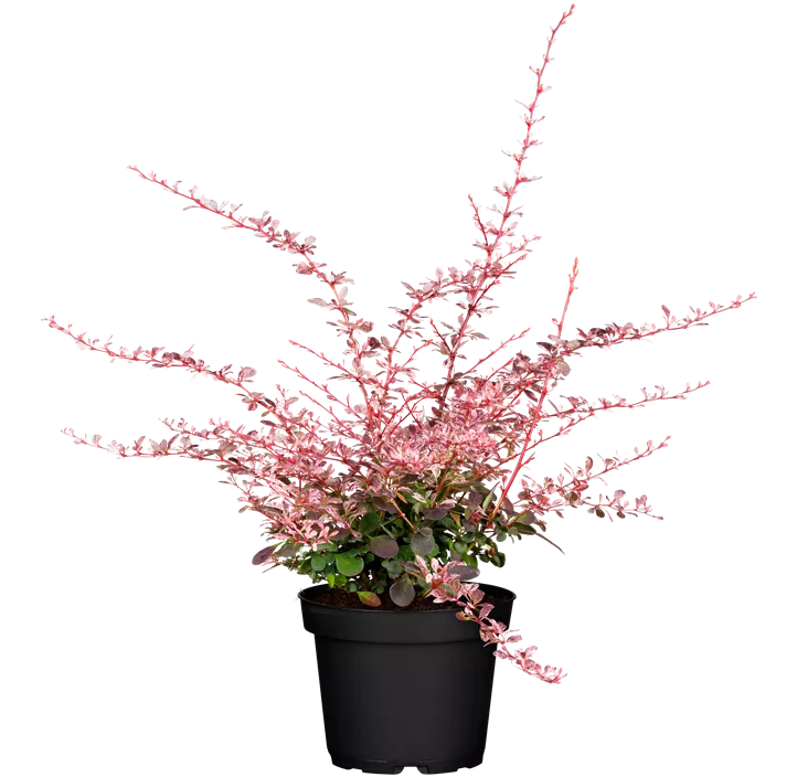 Berberitze 'Harlequin'