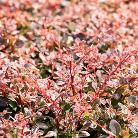 Berberis thunbergii 'Harlequin'