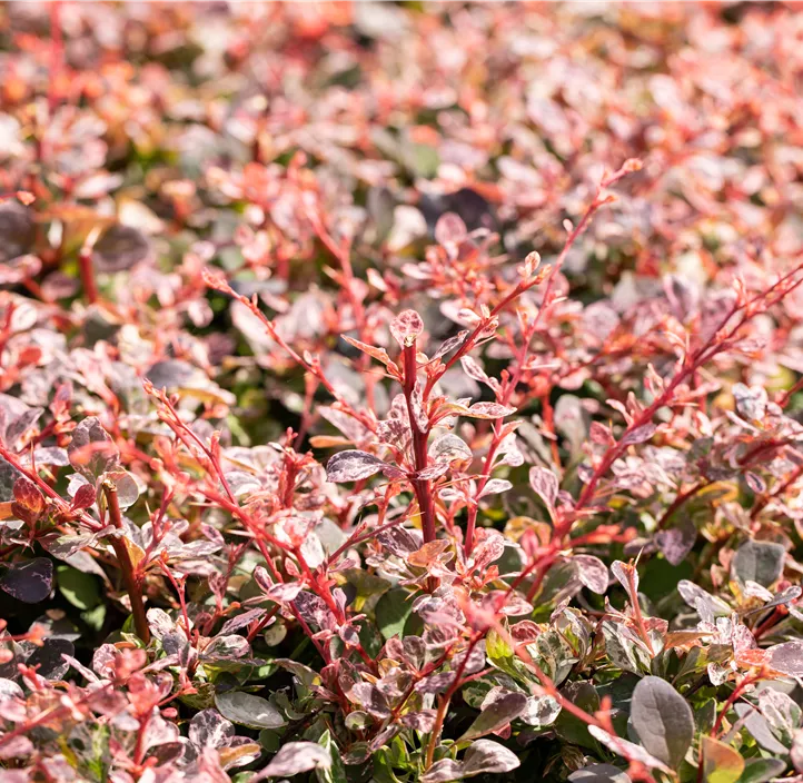 Berberitze 'Harlequin'