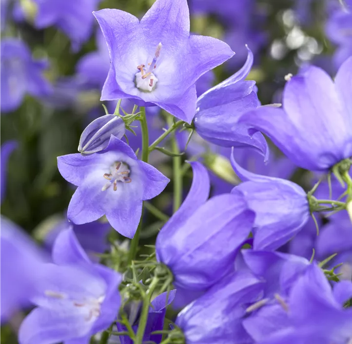 Stauden Aktion Sommer