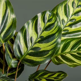 Calathea makoyana