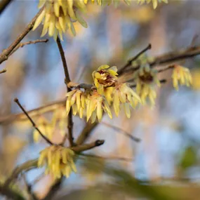 Chimonanthus praecox