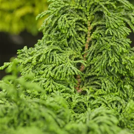 Chamaecyparis obtusa Maureen