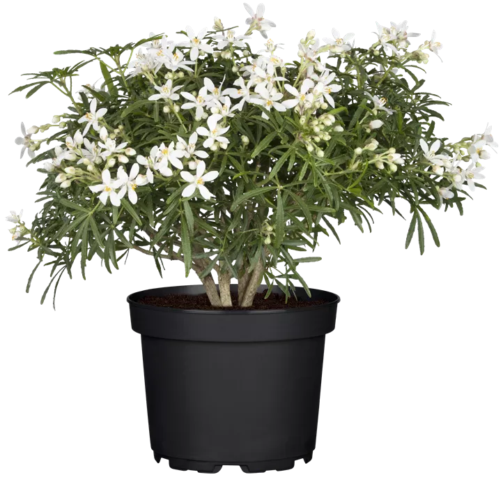 Orangenblume 'White Dazzler'