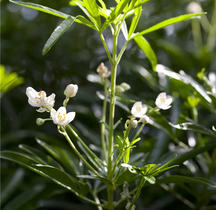 Orangenblume 'White Dazzler'