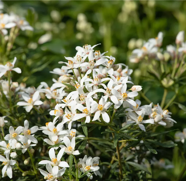 Orangenblume 'White Dazzler'