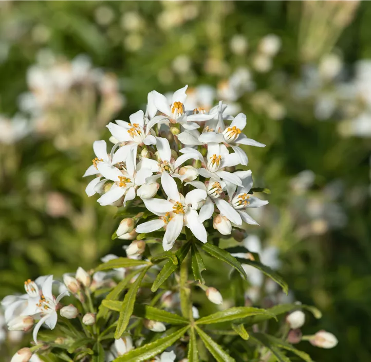 Orangenblume 'White Dazzler'