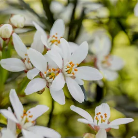 Choisya ternata 'White Dazzler' ®