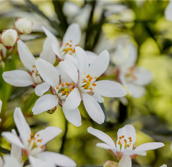 Orangenblume 'White Dazzler'