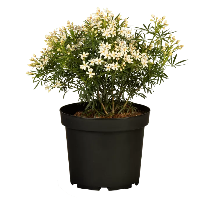 Orangenblume 'White Dazzler'