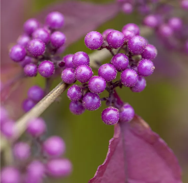 Chinesische Schönfrucht 'Profusion'