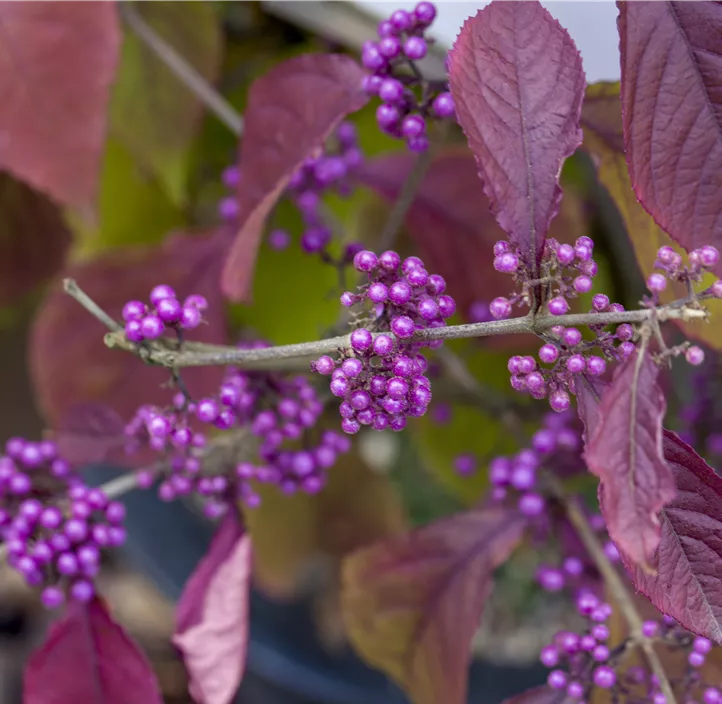 Chinesische Schönfrucht 'Profusion'